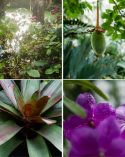 Day Timeには多種多様な植物の姿や香り、一滴の精油の背景にある美しい植物の姿を見ることができます。