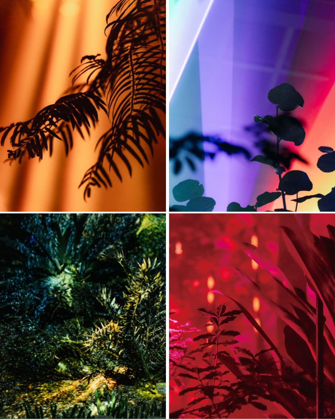 Night Timeでは昼とは違う光と植物が織りなす幻想的な一面を見ることができます。