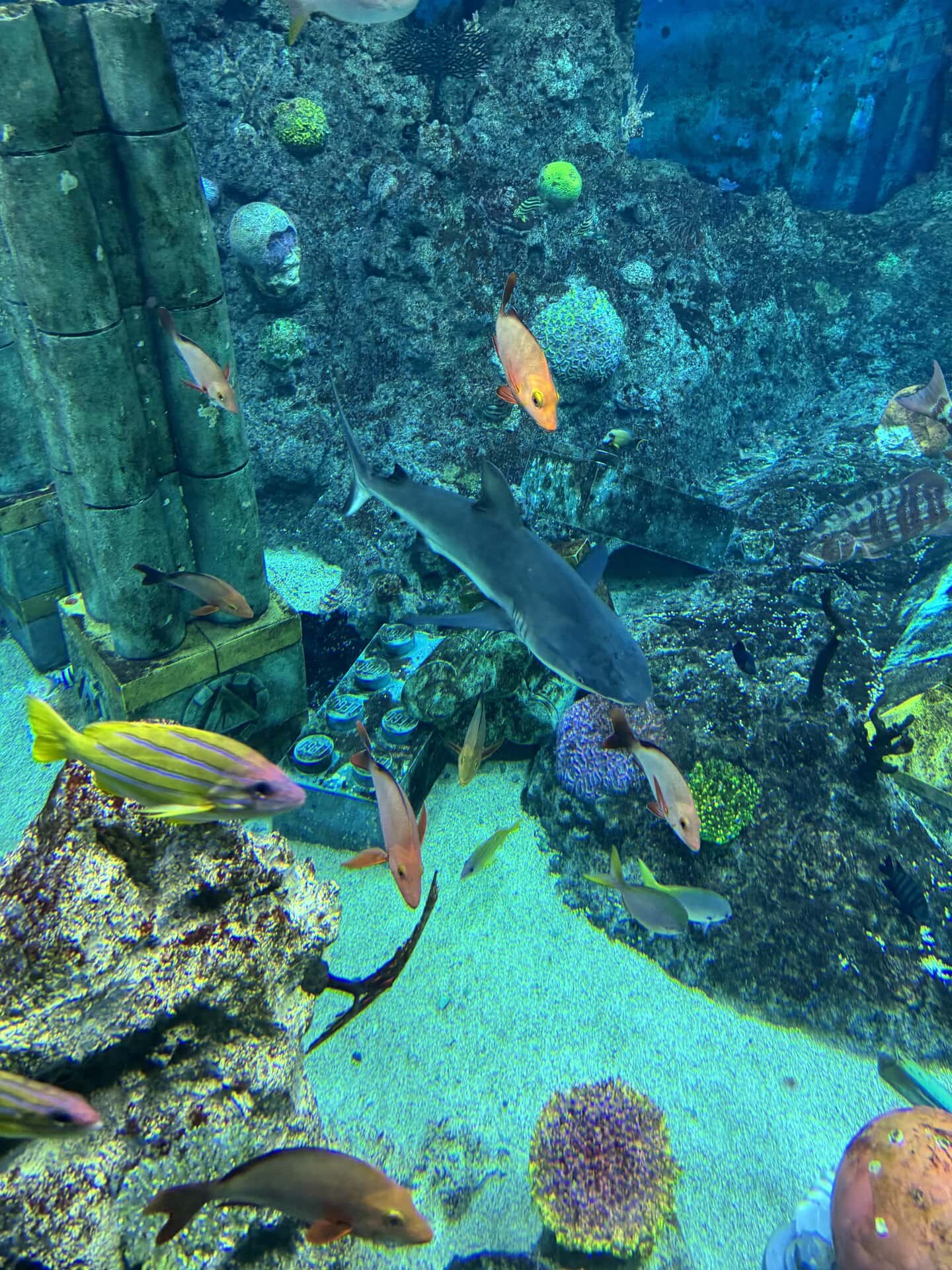 「サブマリン・アドベンチャー」が想像以上に楽しかった！ 潜水艦に乗って、たくさんのお魚が見られます。息子も母も大興奮！