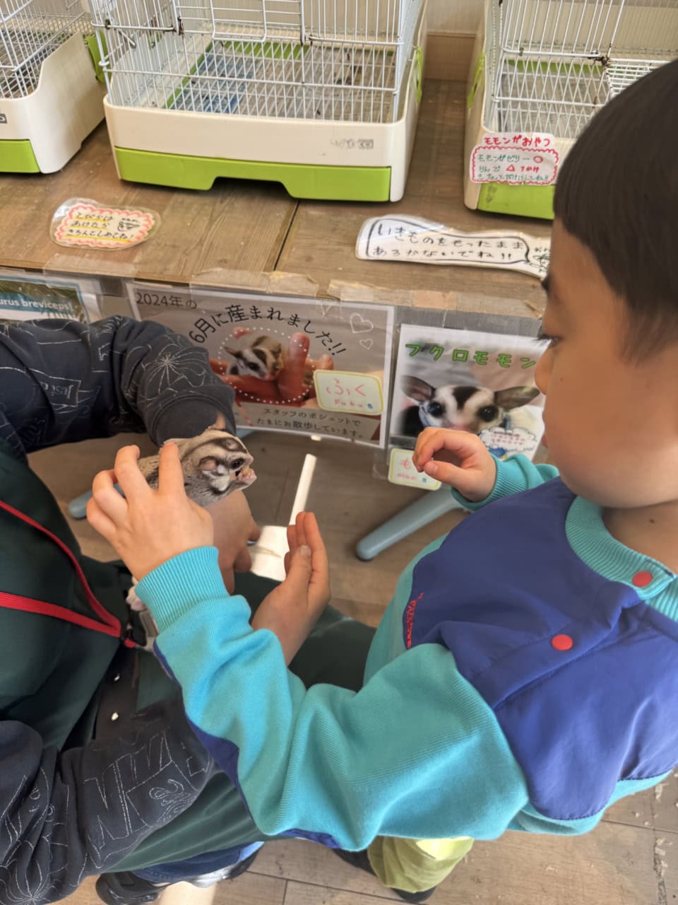 フクロモモンガを触らせてもらいました