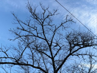 取材時はまだ桜は咲いていなかったのですが、あと1週間もすれば開花宣言とか。満開のころにはまたたくさんの観光客でにぎわいそう。