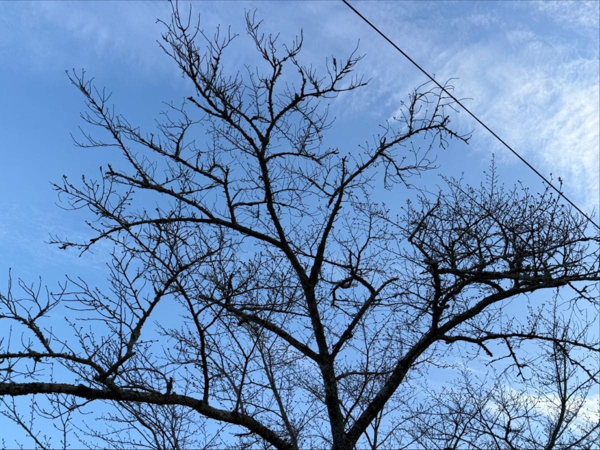 取材時はまだ桜は咲いていなかったのですが、あと1週間もすれば開花宣言とか。満開のころにはまたたくさんの観光客でにぎわいそう。