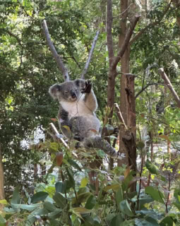 コアラ！！！ ほんとにいっぱいいた