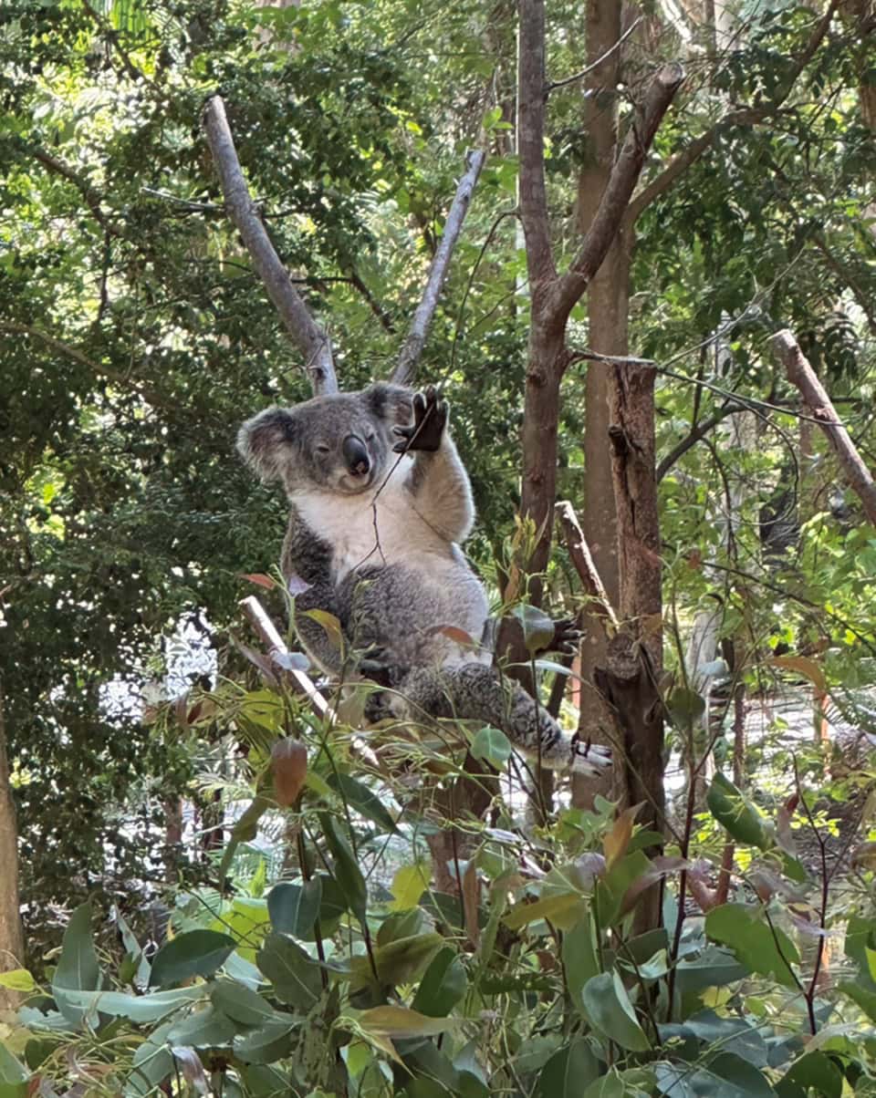コアラ！！！ ほんとにいっぱいいた