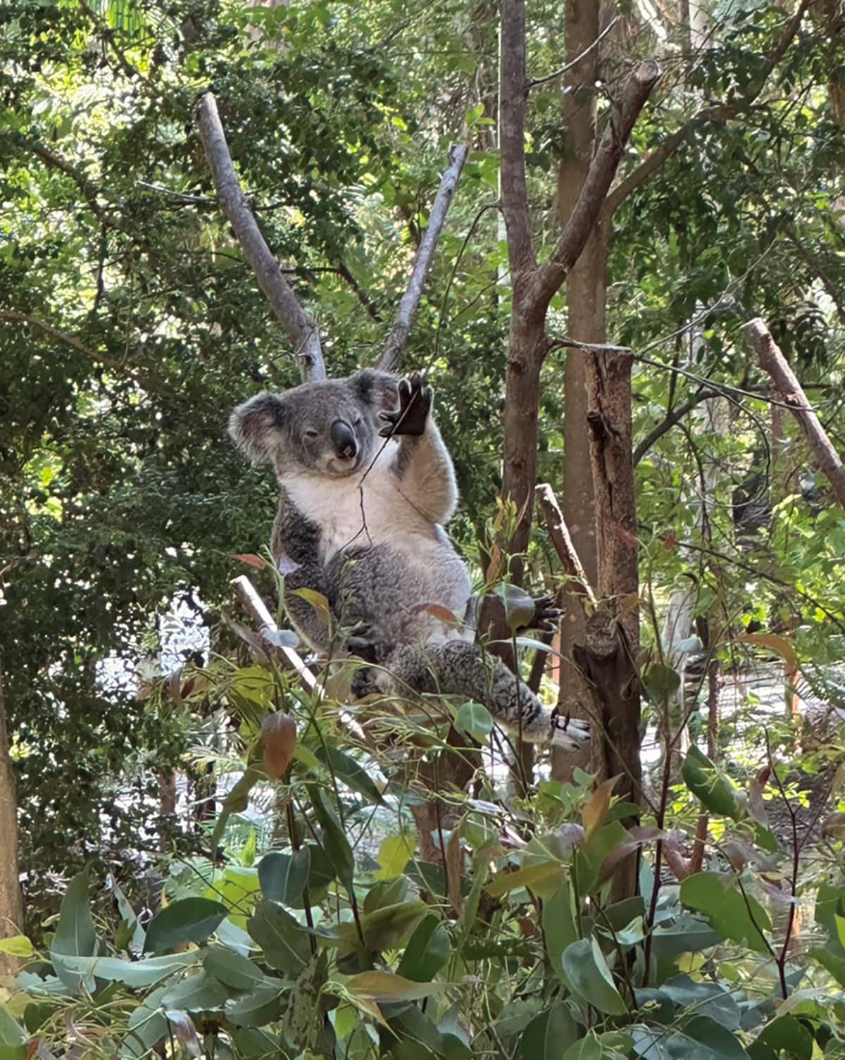 コアラ！！！ ほんとにいっぱいいた