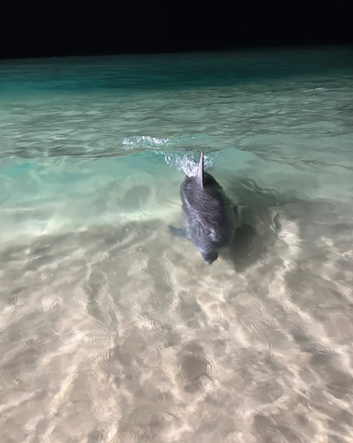 ありさちゃんからのバースデーギフトで、なんと、わたしと子どもたちを野生のイルカに会いにモートン島のタンガルーマというところに連れてってくれたの！ かっこよ過ぎて惚れそうになった。嬉し過ぎた。昔からわたし、イルカが大好きなの