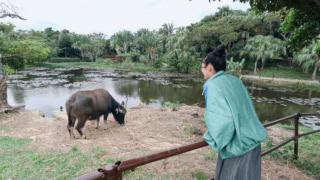 水牛のあずきちゃん。訪れた日は肌寒く水温も低かったようで、水辺でのんびりしていました。
