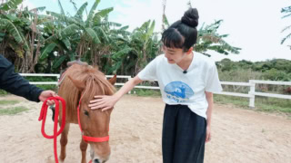 与那国馬と沖縄和種のハーフのさんぴんちゃん。