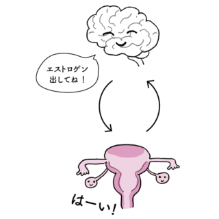 脳と卵巣がスムーズに連携してホルモンを分泌