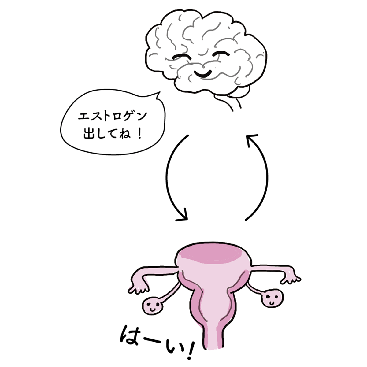 脳と卵巣がスムーズに連携してホルモンを分泌
