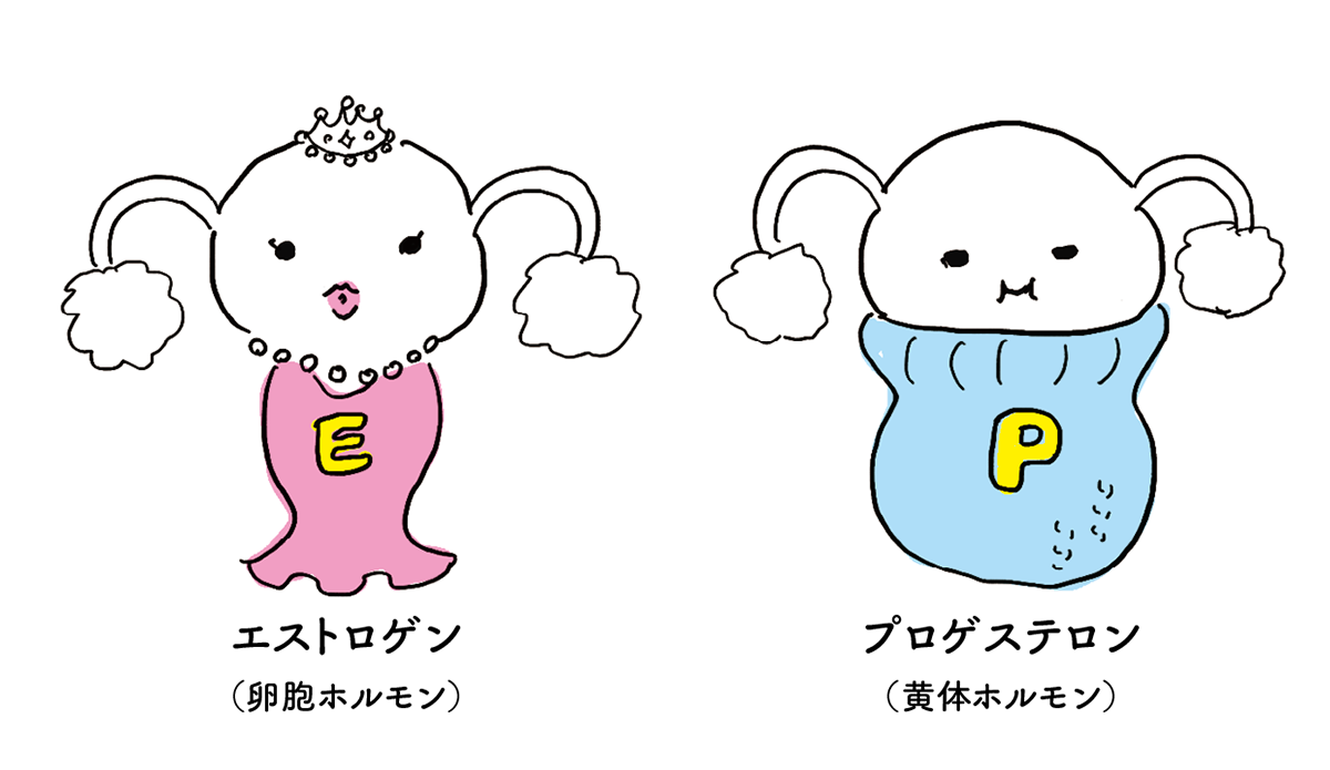 女性ホルモンにはこの2種類が