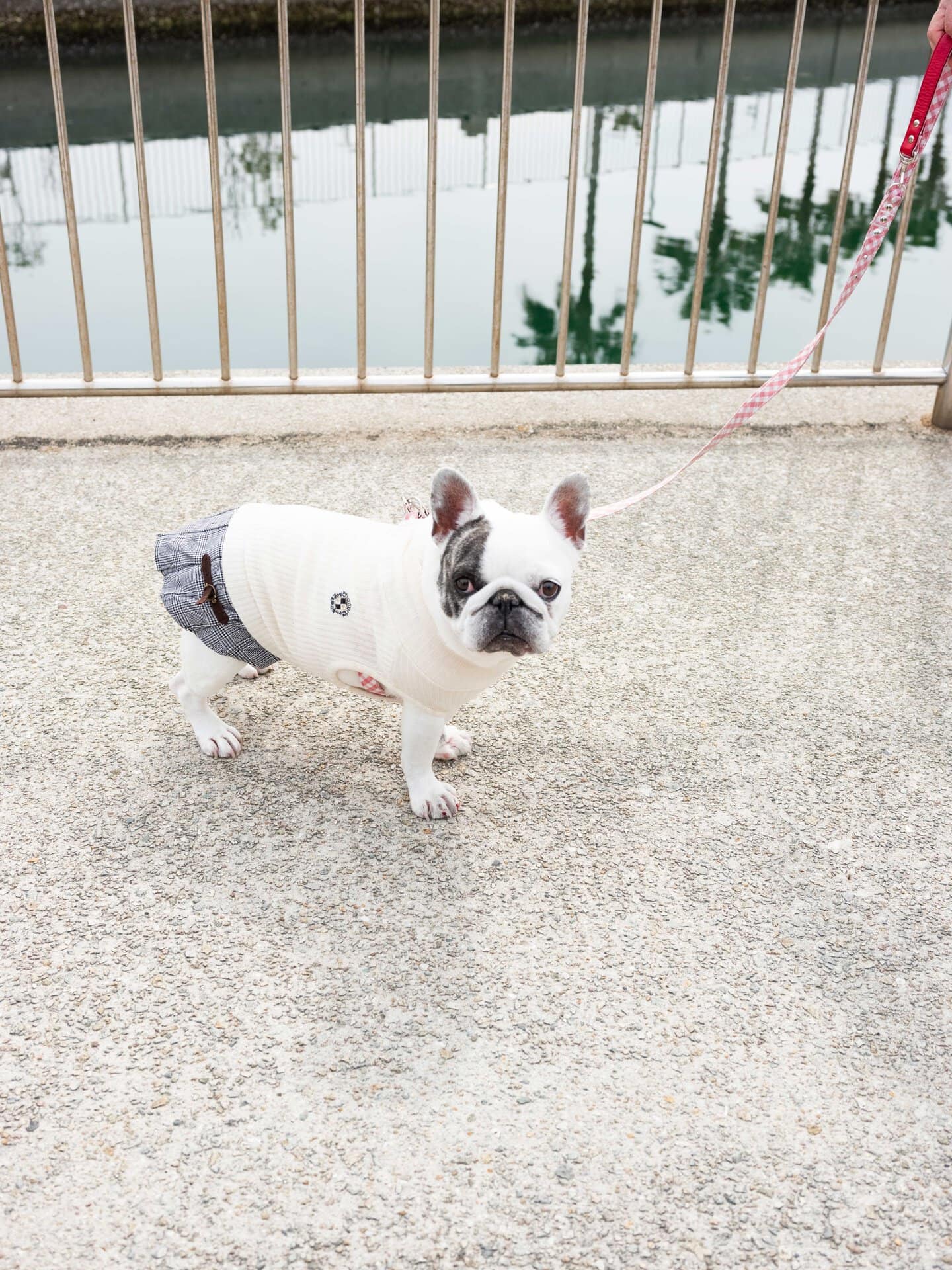 ペットを連れて遊びに来られるので、キュートなワンちゃんにもたくさん遭遇しました♡