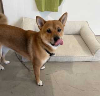オーナーErikoさんの愛犬、ウニちゃんです。ウニみたいな色の柴犬で、たまにお店に出勤していますよ。