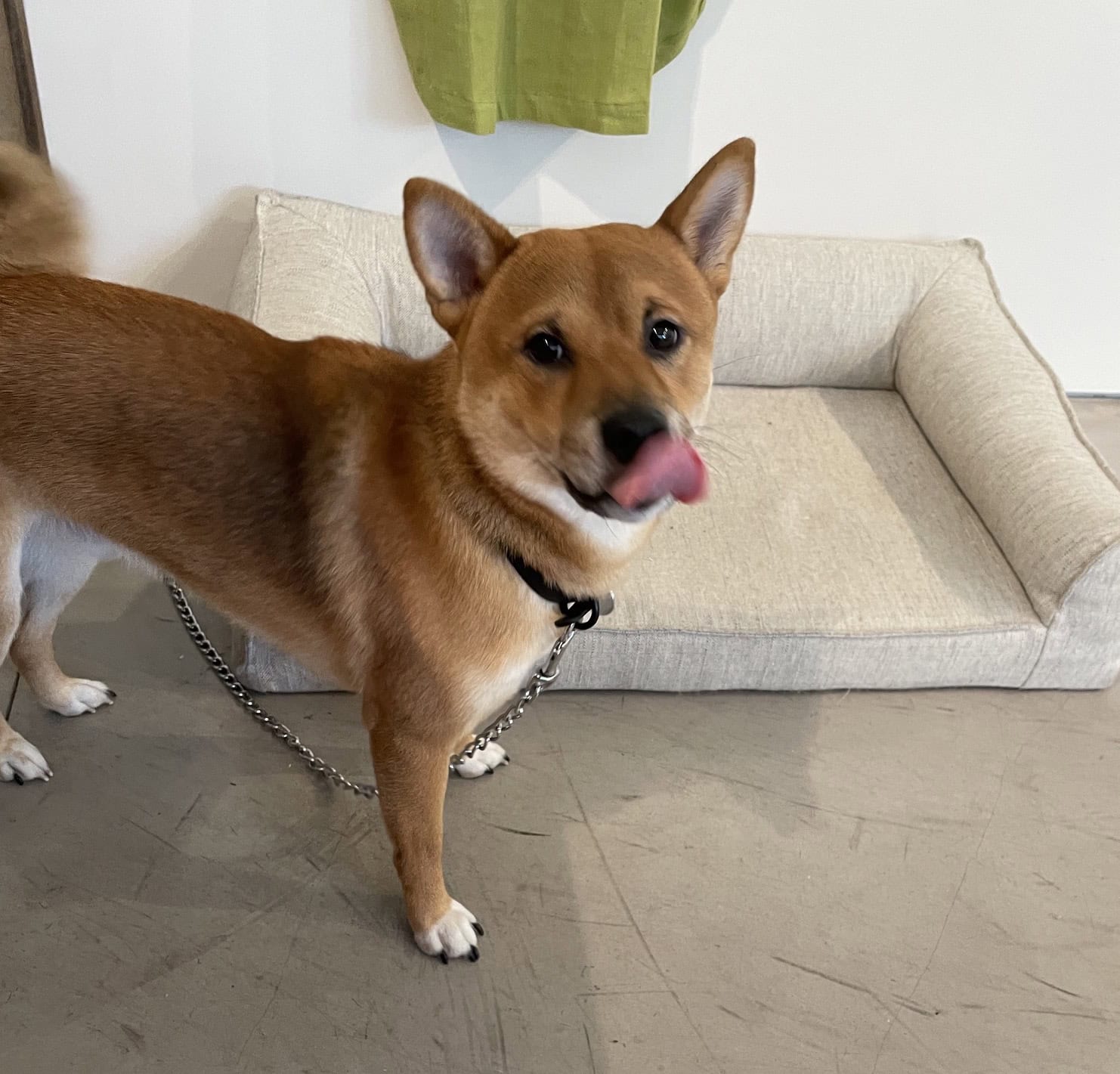 オーナーErikoさんの愛犬、ウニちゃんです。ウニみたいな色の柴犬で、たまにお店に出勤していますよ。