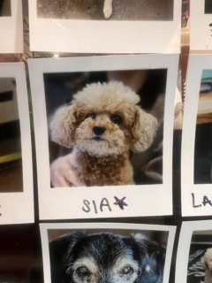 近所のカフェに写真を貼ってもらうシア(SIA)