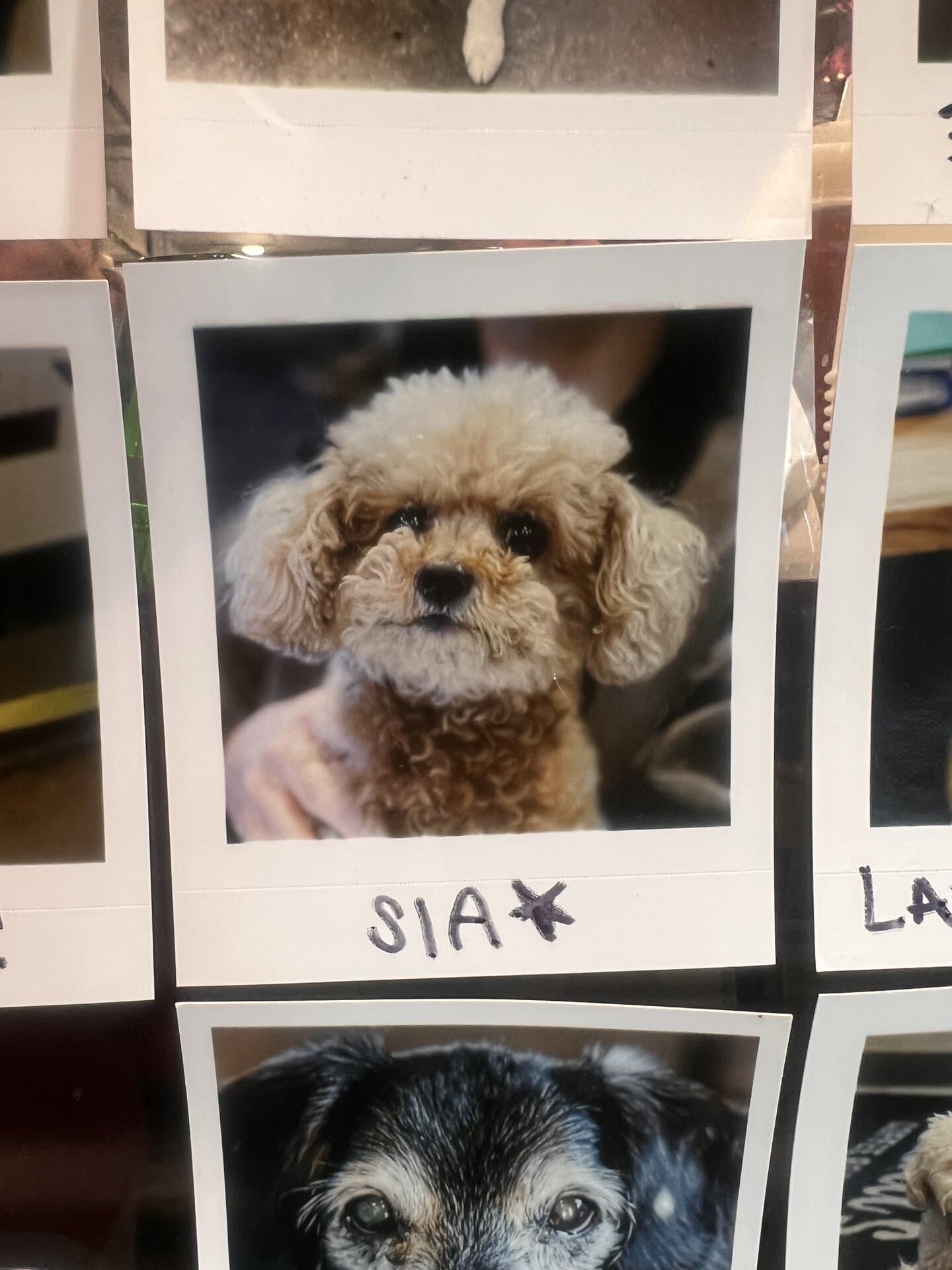 近所のカフェに写真を貼ってもらうシア（SIA）