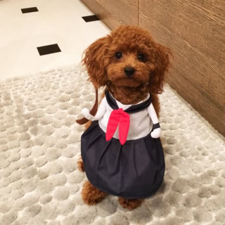 ハロウィンの仮装やら、誕生日やら。寒い季節など、たまに服を着せることもあります。