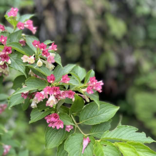 四季折々の自然を楽しめるのも海蔵寺の魅力。5月のやわらかな緑の中で咲く花々に癒しの時間を感じます。