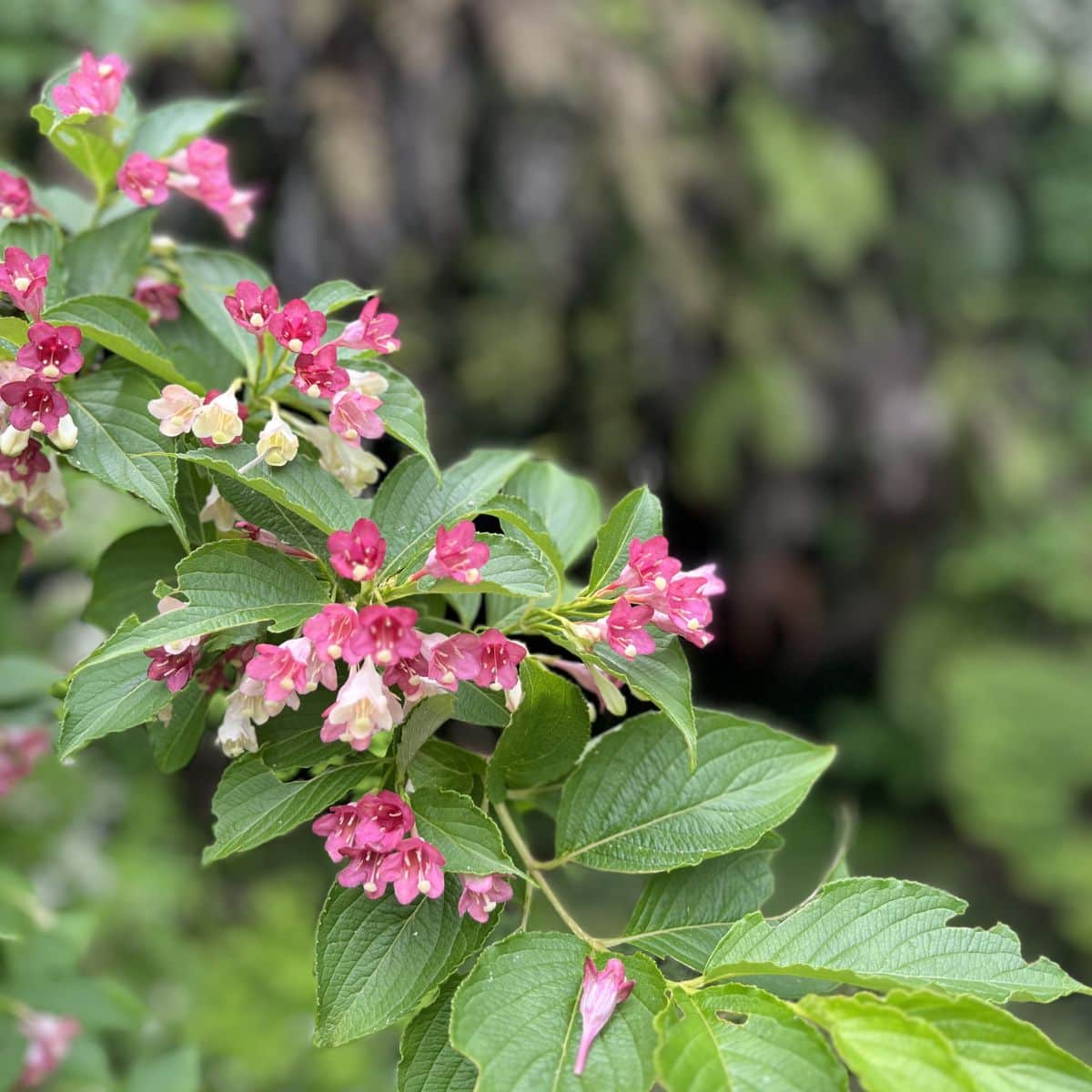 四季折々の自然を楽しめるのも海蔵寺の魅力。5月のやわらかな緑の中で咲く花々に癒しの時間を感じます。