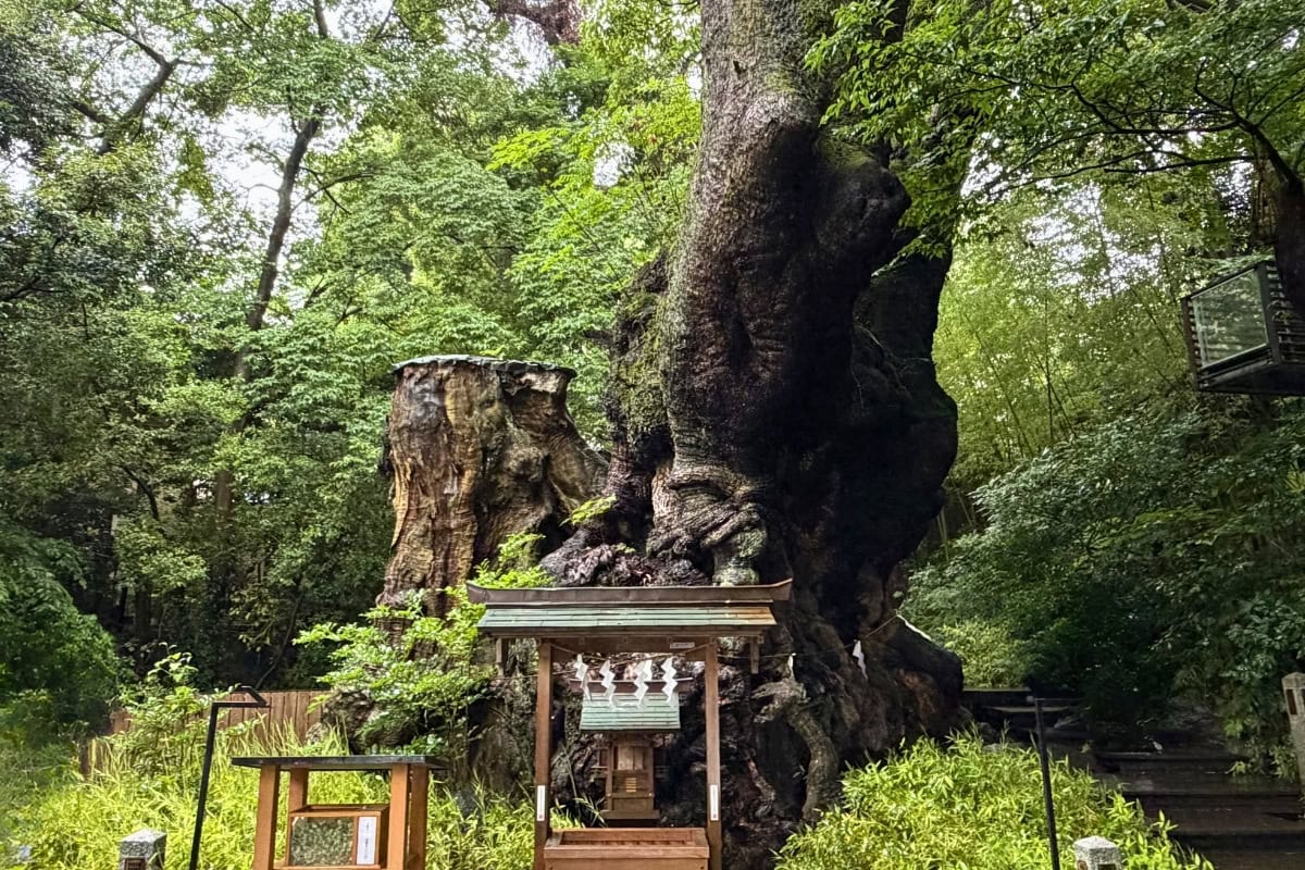 国の天然記念物にも指定されている、樹齢2,100年を超える御神木「大楠」。「幹の周りを1周すると、寿命が1年延びる」、「心の中で願い事を唱えながら1周すると、願いが叶う」と言われています。