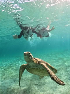 ビーチから入るシュノーケリングでも、宮古島ではウミガメにすぐ出会えるのに驚き!