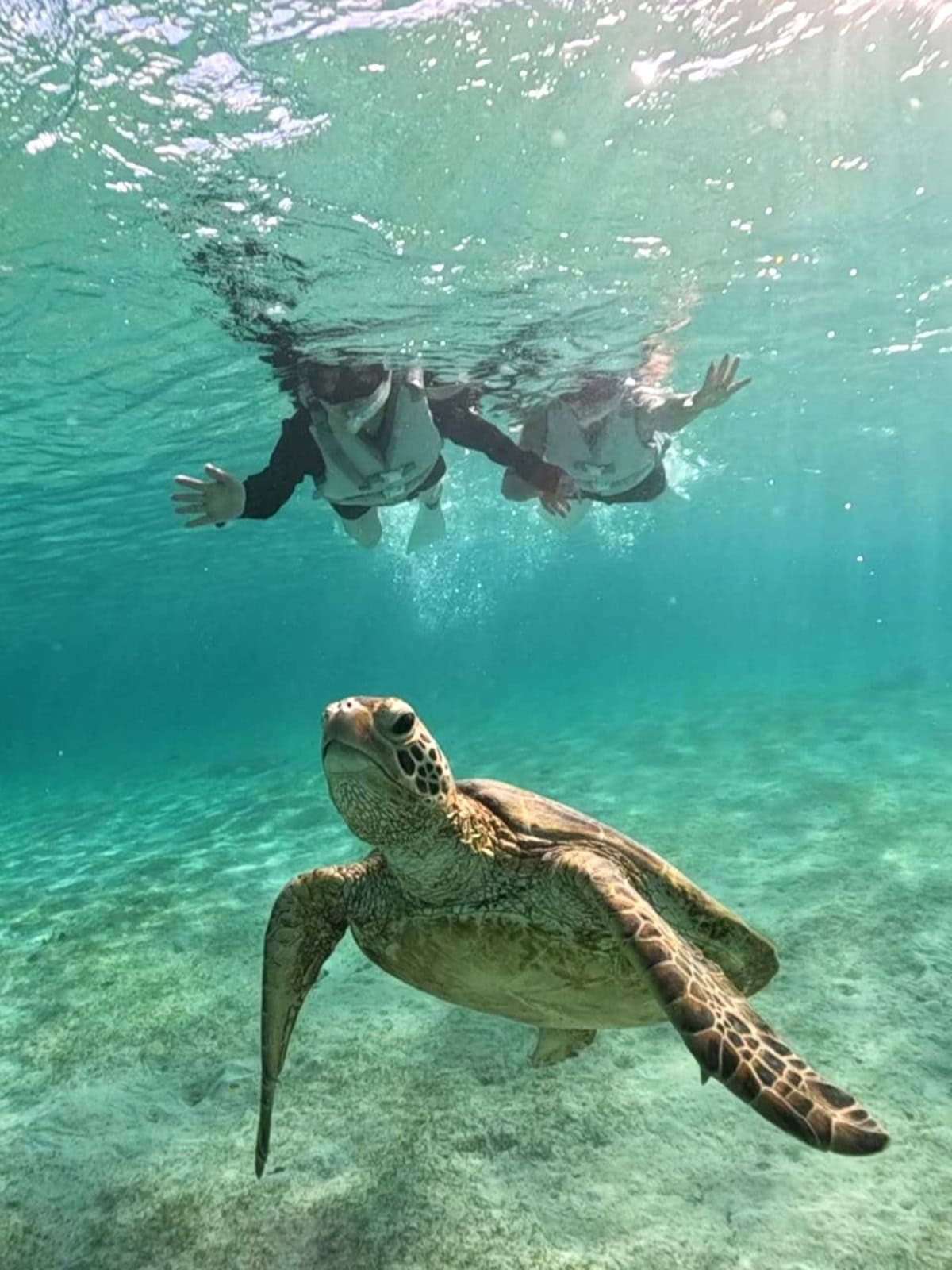 ビーチから入るシュノーケリングでも、宮古島ではウミガメにすぐ出会えるのに驚き！