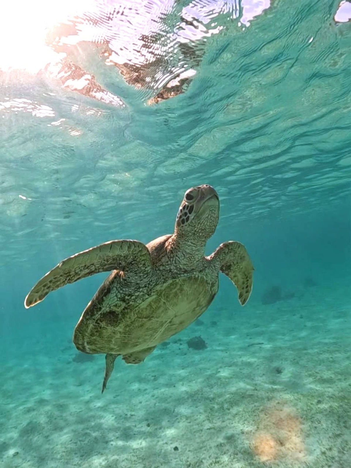 1時間強のシュノーケリングで、何匹ものウミガメに出合えました！