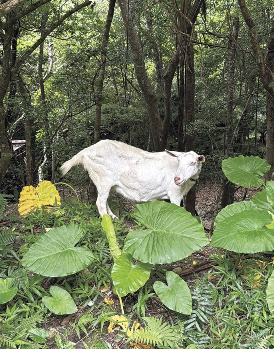 北部の素敵な宿に住んでたヤギさん
