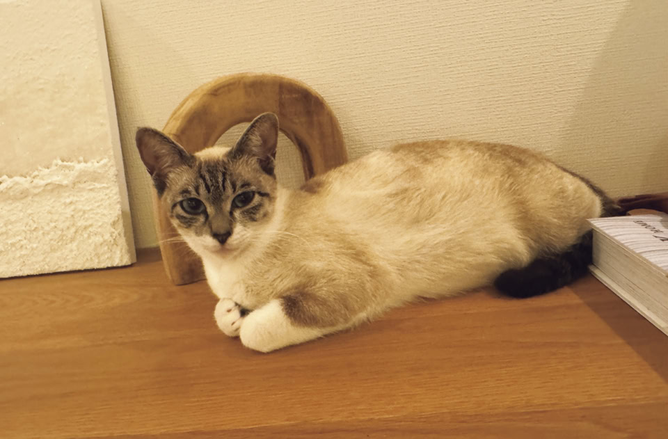 子どもたちが保護した野良猫、妊娠してた！