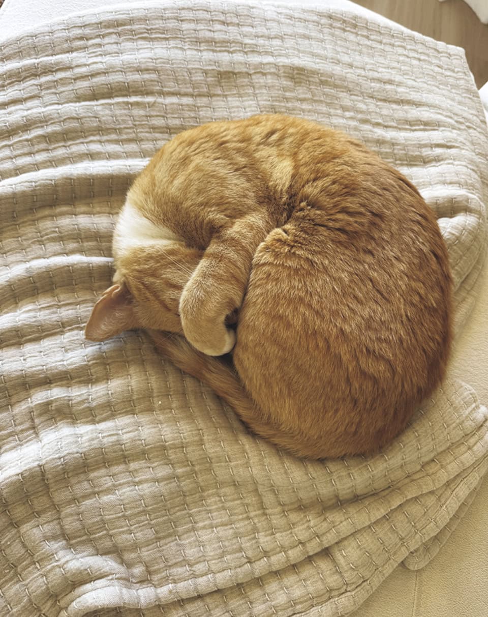 うちのセラピスト、たまに丸まる