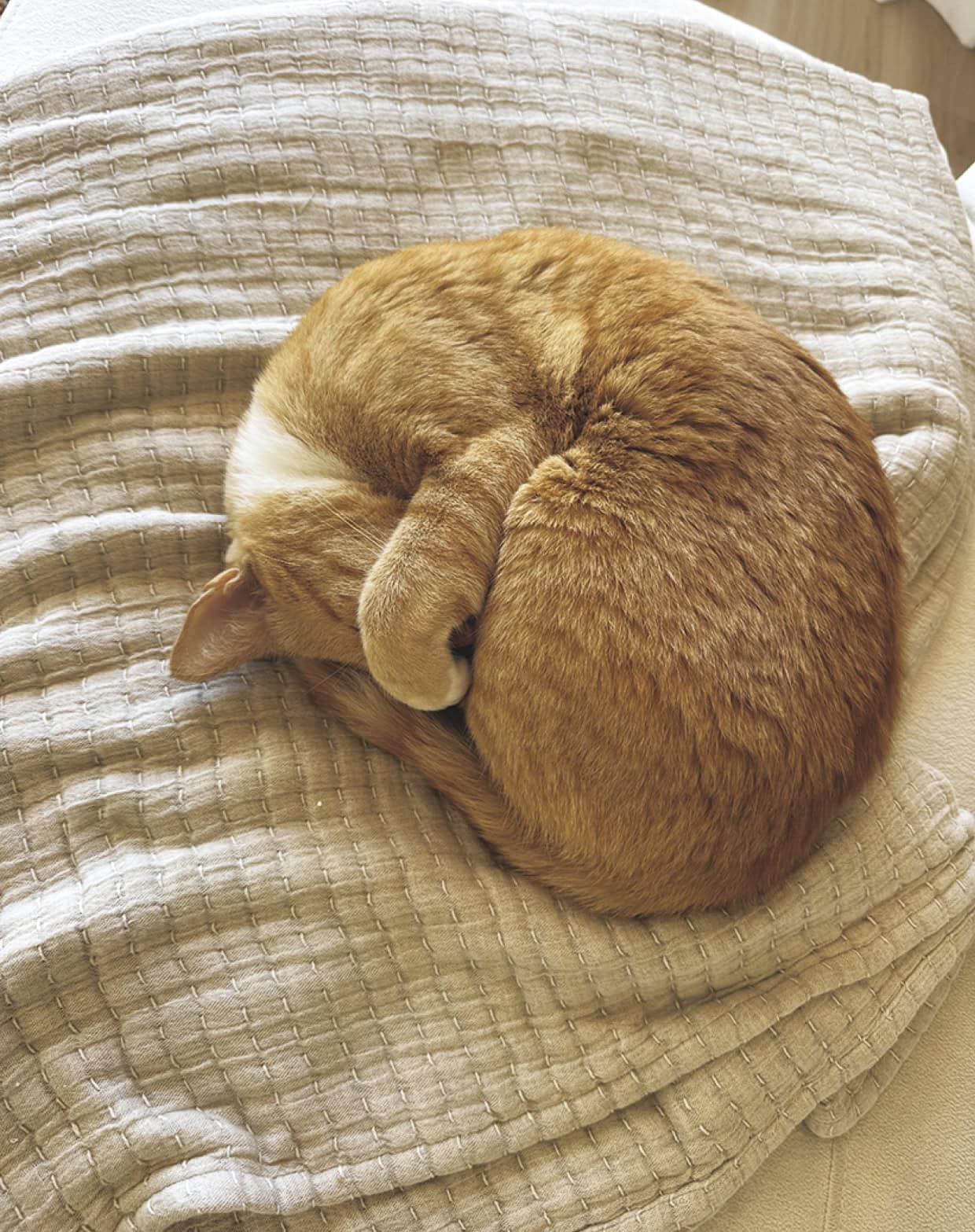 うちのセラピスト、たまに丸まる