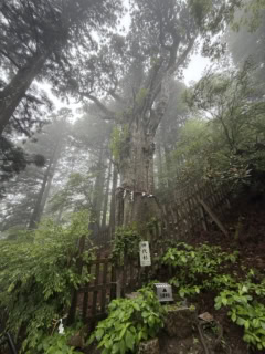 その姿も非常にカッコいい神代杉。樹齢約3,000年って、本当にすごいですよね!
