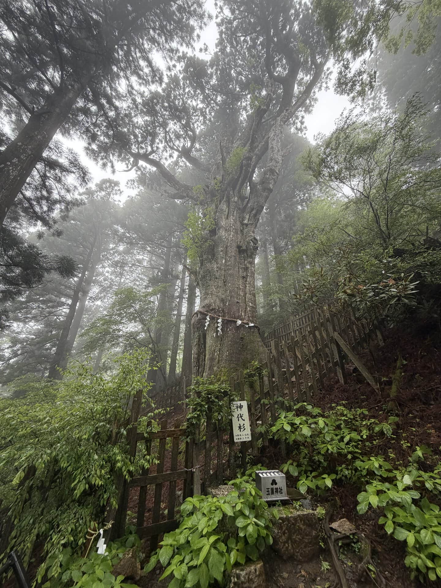 その姿も非常にカッコいい神代杉。樹齢約3,000年って、本当にすごいですよね！