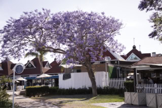 カリフォルニアの街を彩る花、ジャカランダは初夏の風物詩。コロナドには至る所に、この“紫の桜”が咲いていた。