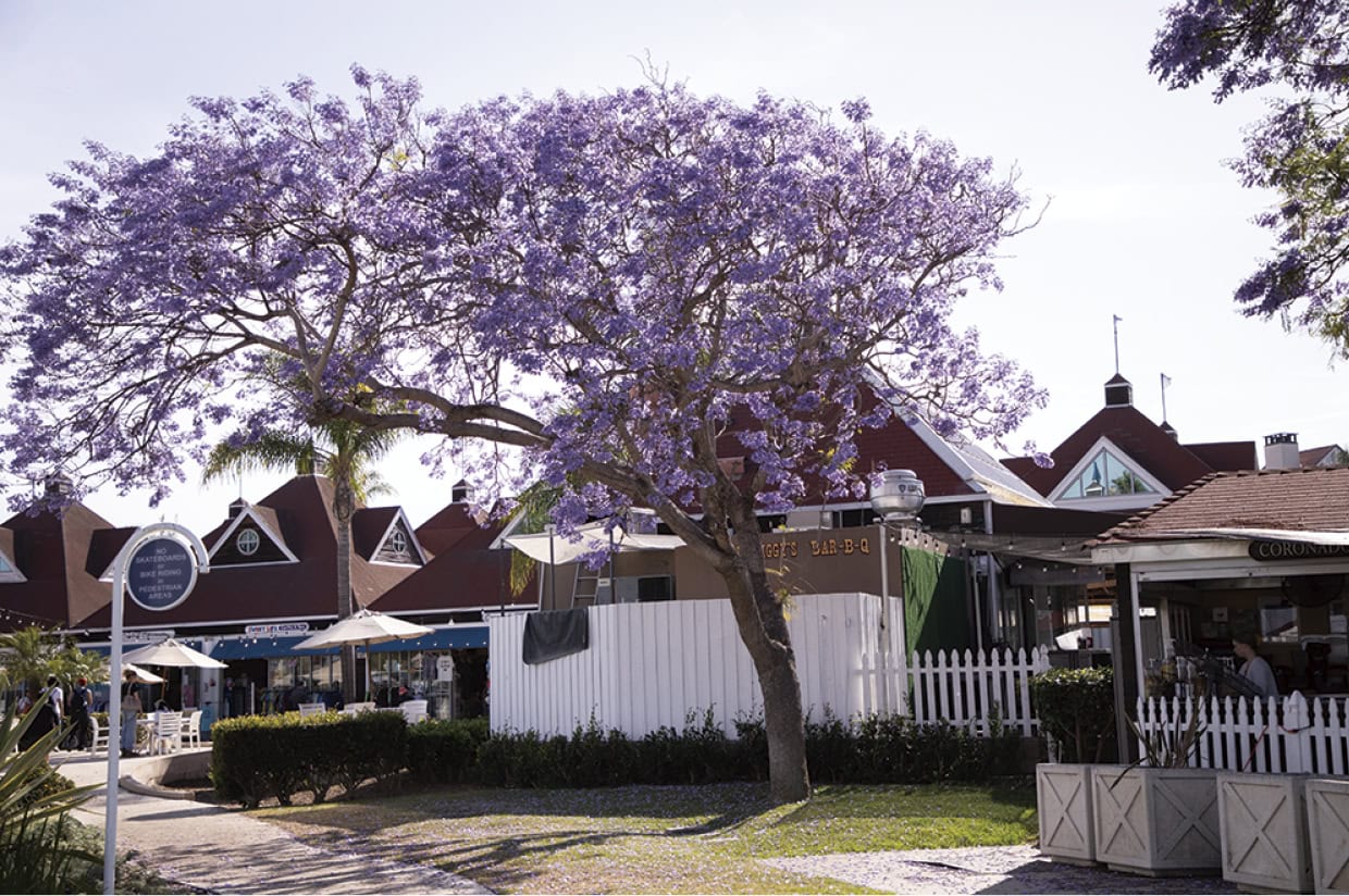 カリフォルニアの街を彩る花、ジャカランダは初夏の風物詩。コロナドには至る所に、この“紫の桜”が咲いていた。