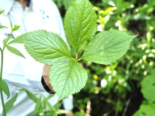 某人気化粧品ブランドのスキンケアにも採用されている薬用植物のヒトリシズカ。