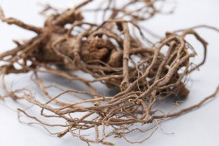 王子薬用植物研究所が研究・栽培している国産の王子カンゾウ(ウラルカンゾウ)。