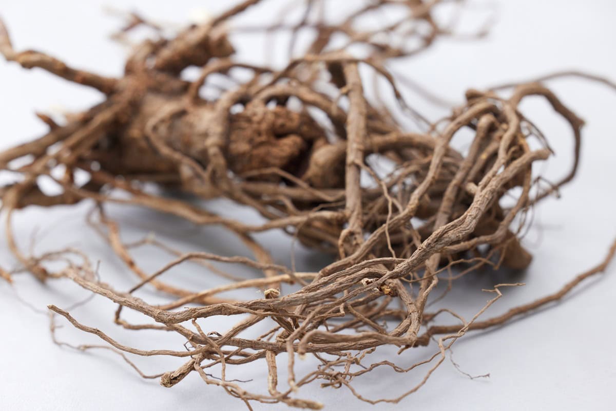 王子薬用植物研究所が研究・栽培している国産の王子カンゾウ（ウラルカンゾウ）。