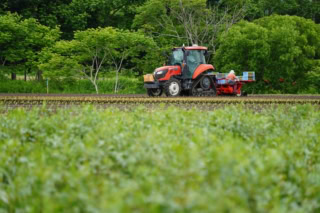 試行錯誤を繰り返し、大量&安定生産に成功した国産の王子カンゾウの畑。