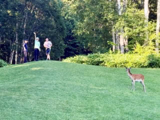 クラブメッド・北海道トマムへ家族3世代で夏旅行。リゾート内では野生の鹿に遭遇することも。