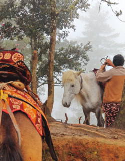 Along the trail to Tiger’s Nest, horses carry supplies and visitors up the mountain.