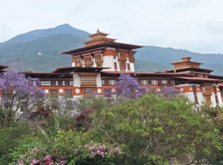 Punakha Dzong, framed by jacaranda in bloom.