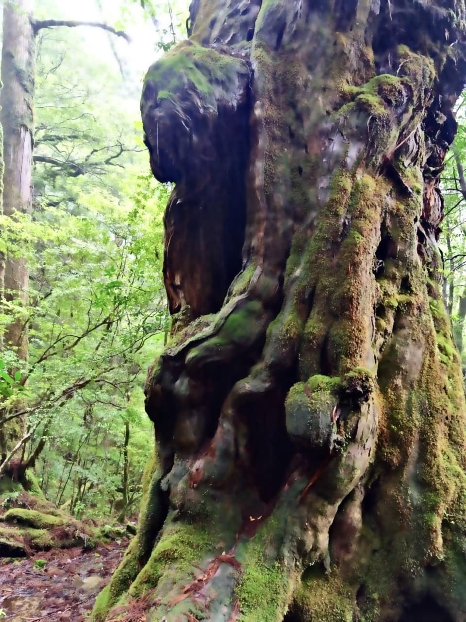 苔むした立派なヤクスギ